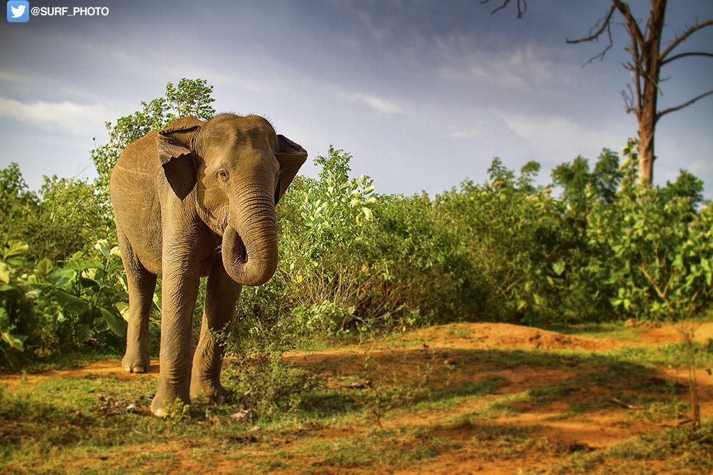 SriLanka_Elephant