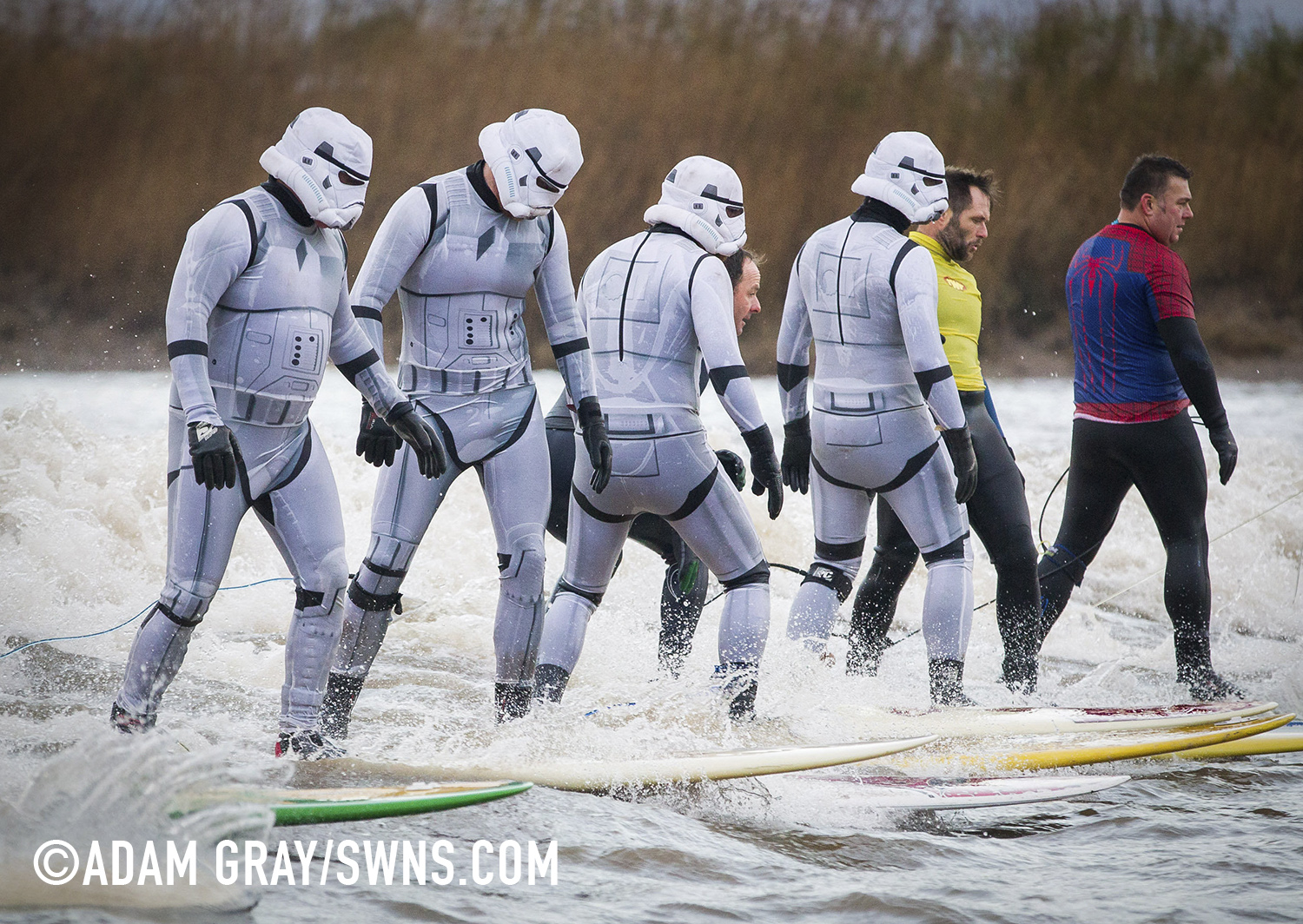 Surfers dressed as Star Wars Stormtroopers ride the Severn Bore in Gloucestershire. 27 November 2015. See SWNS story SWTROOPER: There was an unworldly sight in the Forest of Dean this morning (Friday 27th November) when a trio of Star Wars Stormtroopers surfed the spectacular Severn Bore. Key scenes from the upcoming Star Wars episode VII were filmed in nearby Puzzlewood and can be seen several times in the trailer. Swapping the Death Star for surfboards, the elite soldiers of the Galactic Empire took to the waves to mark the release of the highly anticipated new Star Wars film and a new TV & Movie Trail. The Forest of Dean’s atmospheric and picturesque location provided a natural stage for the film, which director J.J Abrams referenced in a thank you letter to all of the movie's cast and crew.