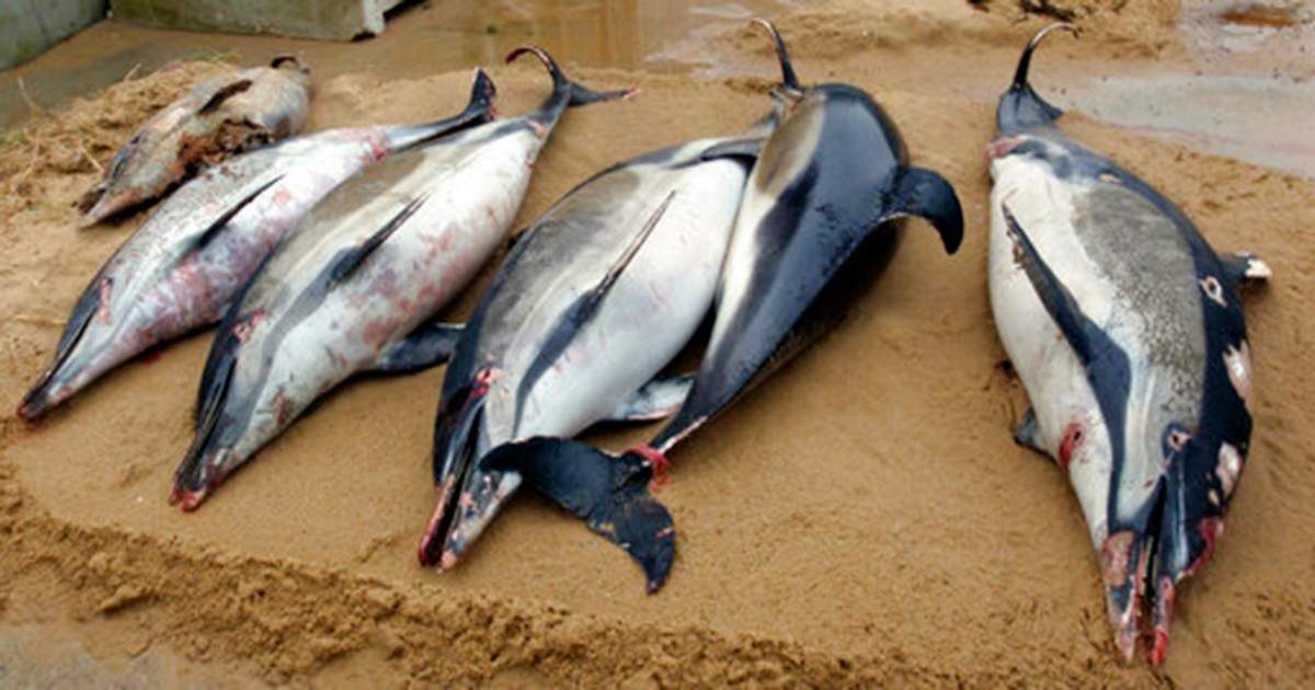 Record number of dolphin deaths in the Bay of Biscay - Carvemag.com