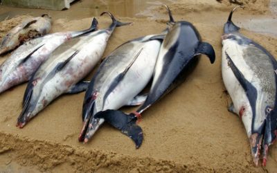 Record number of dolphin deaths in the Bay of Biscay