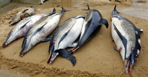 Record number of dolphin deaths in the Bay of Biscay