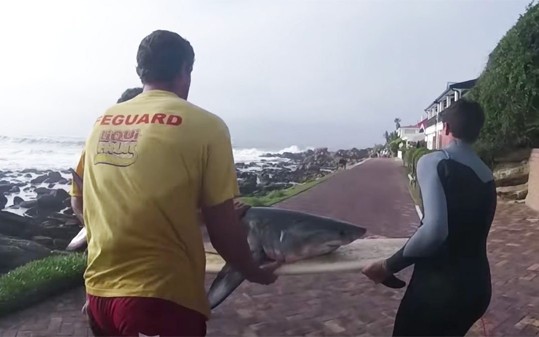 Baby Great White Shark Saved By Surfers