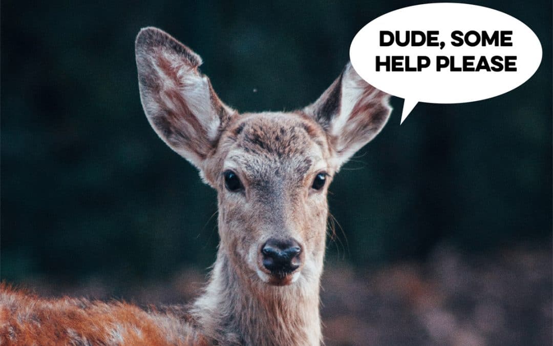 surfers rescue deer from line up