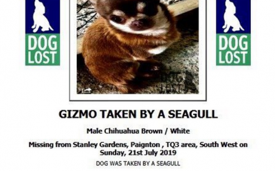Gizmos gone – Seagull carries off miniature chihuahua.