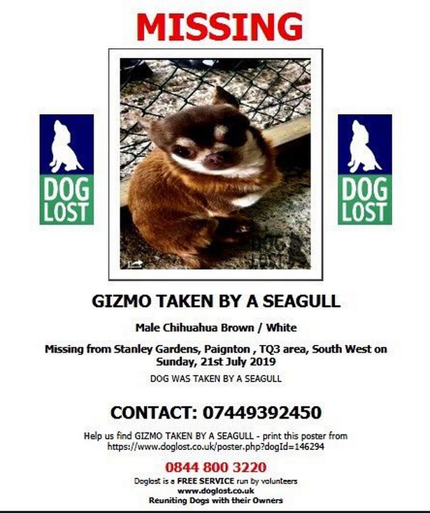 Gizmos gone – Seagull carries off miniature chihuahua.