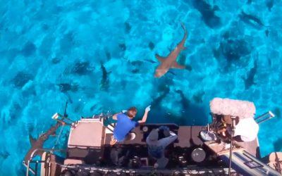 Do sharks love human blood, pee and surfboards? A real life test in shark infested waters