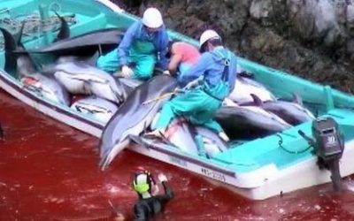 Should surfers boycott the 2020 Olympics in Japan over Taiji and whale hunting?