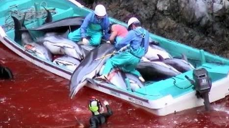 Should surfers boycott the 2020 Olympics in Japan over Taiji and whale hunting?