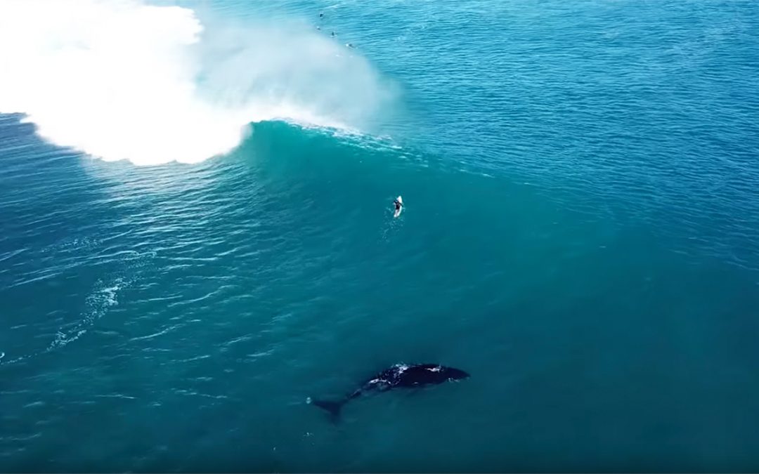 Humpback Whale Plays in the Surf with Surfers and Dolphins!