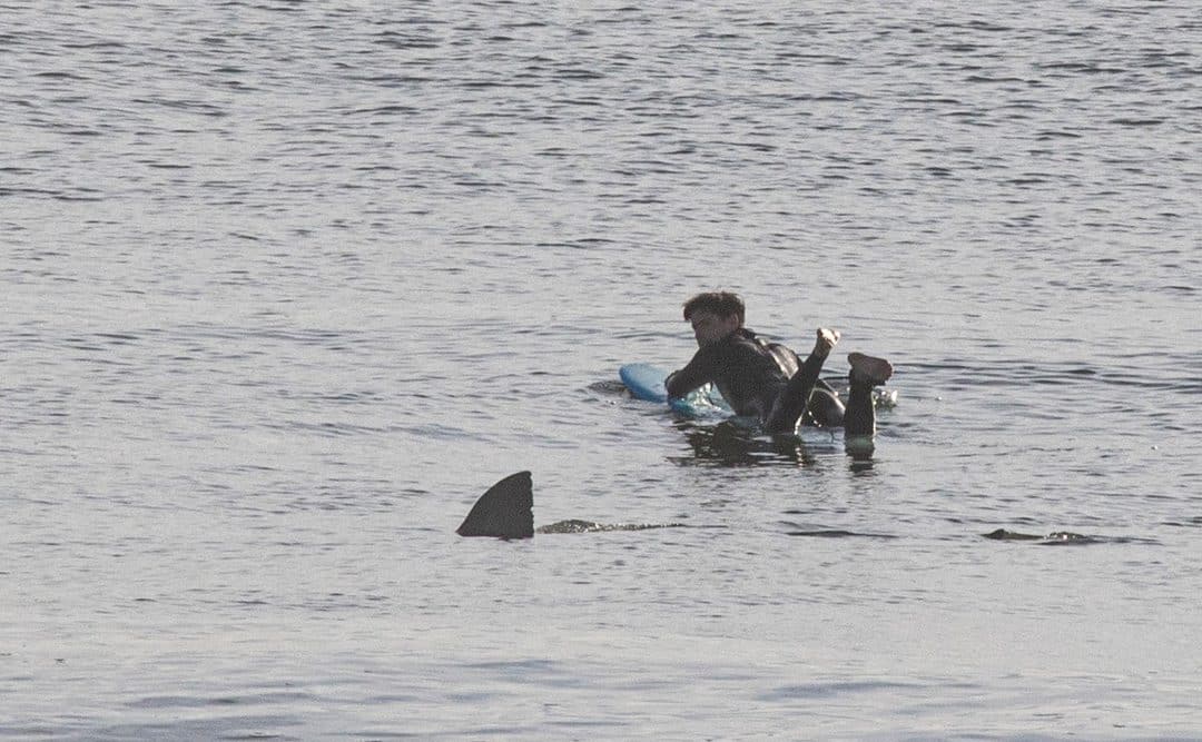 Cape Cod surfer’s close encounter with a great white shark