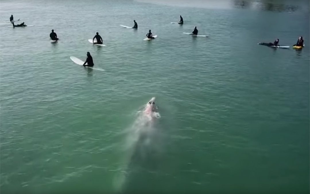 Beautiful footage as surfers share waves With Gray Whale.