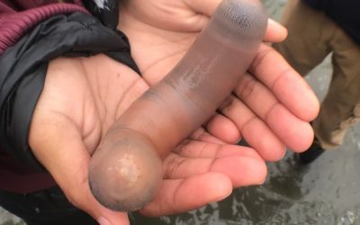 Thousand of penis fish have washed up on Drakes Beach, California