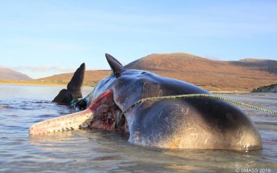 Sperm whale dies with 100kg of plastics and litter in stomach