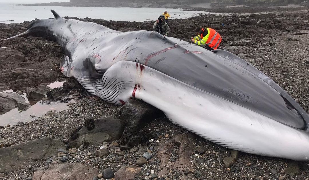 Fin whale strands and dies in Cornwall