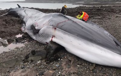 Fin whale strands and dies in Cornwall