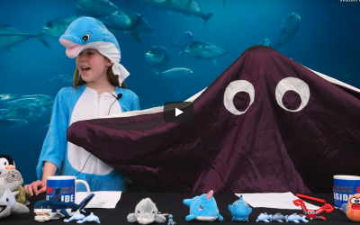 The Ocean Show