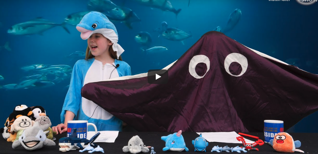 The Ocean Show