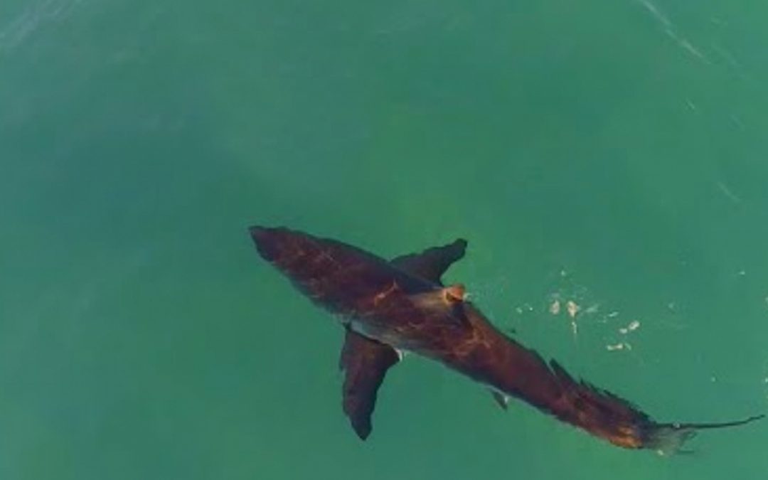 Great Whites Circles Surfers