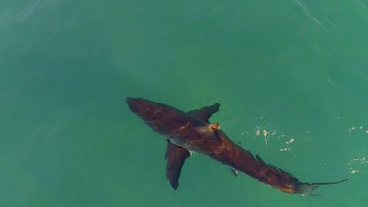 Great Whites Circles Surfers