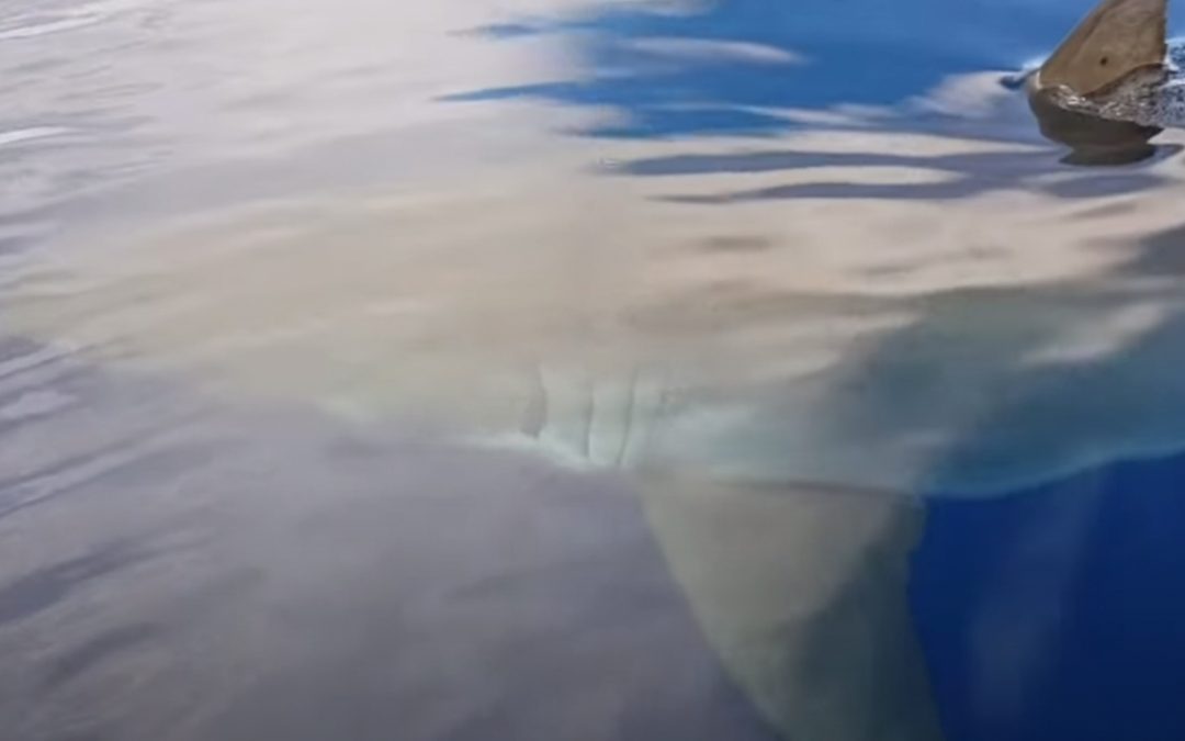 Disturbingly huge shark scopes out fishing boat 