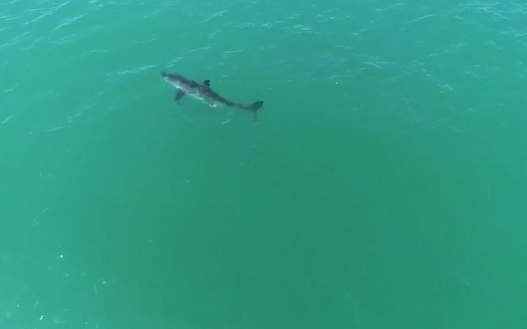 Great White Shark Sprints!