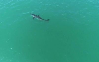 Great White Shark Sprints!