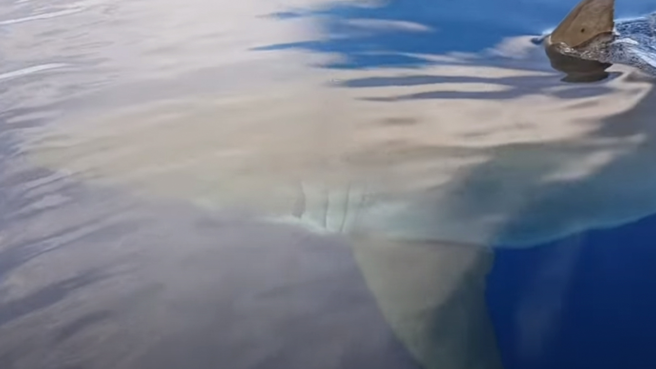 Disturbingly huge shark scopes out fishing boat