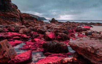 Cornwall Invaded by Red Weed