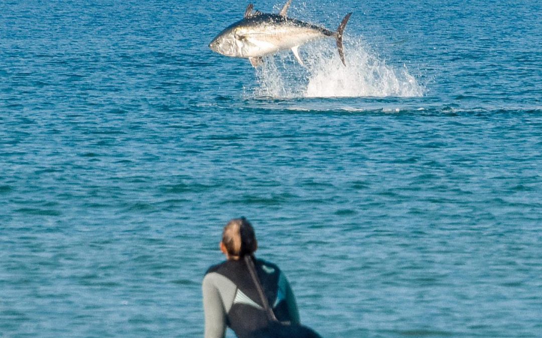 Amazing shot of bluefin at Watergate