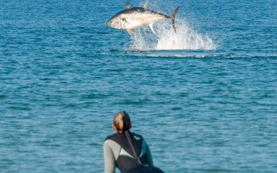 Amazing shot of bluefin at Watergate