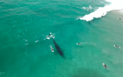 Whales surf Lennox