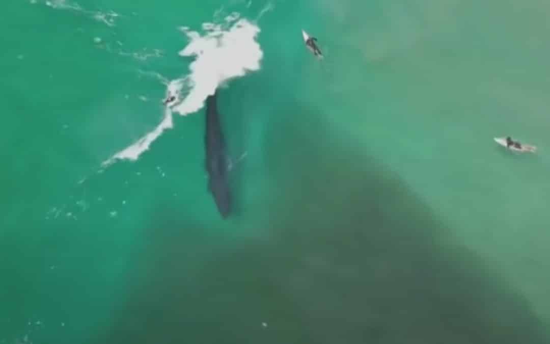 Whales surfing Lennox head.