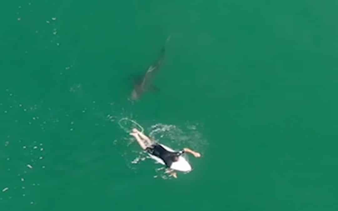 Matt Wilkinson Shark Encounter
