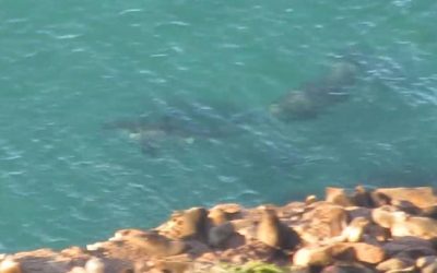 Great white versus mahoosive seal