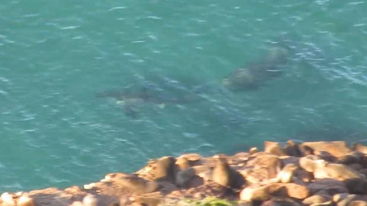Great white versus mahoosive seal