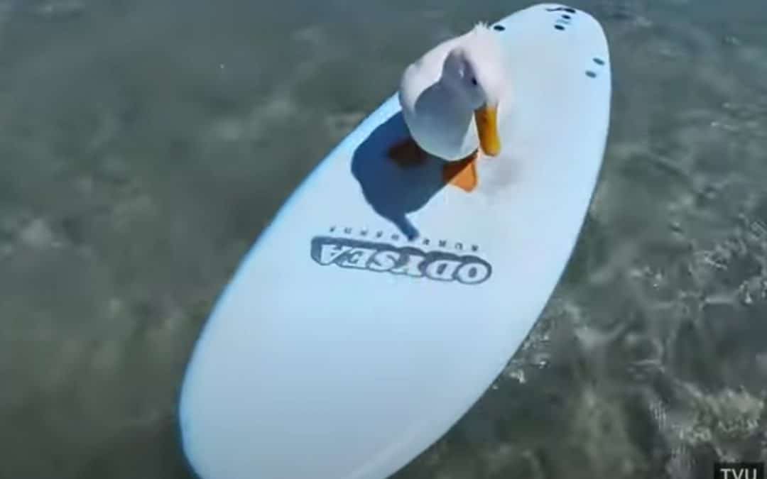 Duck Dive!