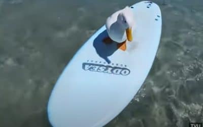 Duck Dive!