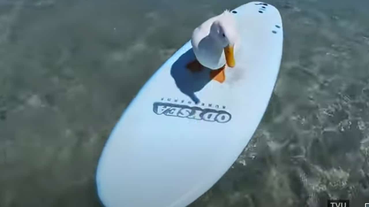 Duck Dive!