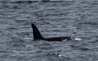 Orca(s) spotted off west Cornwall