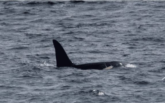 Orca(s) spotted off west Cornwall