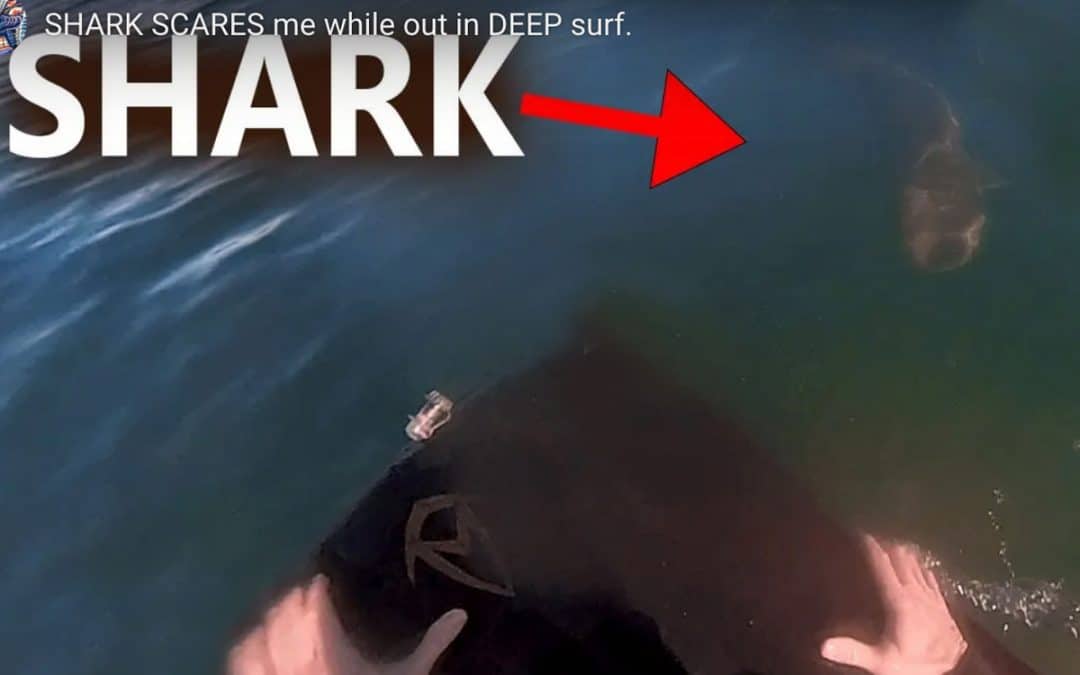 Shark VS Surf-mat rider