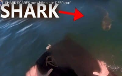 Shark VS Surf-mat rider