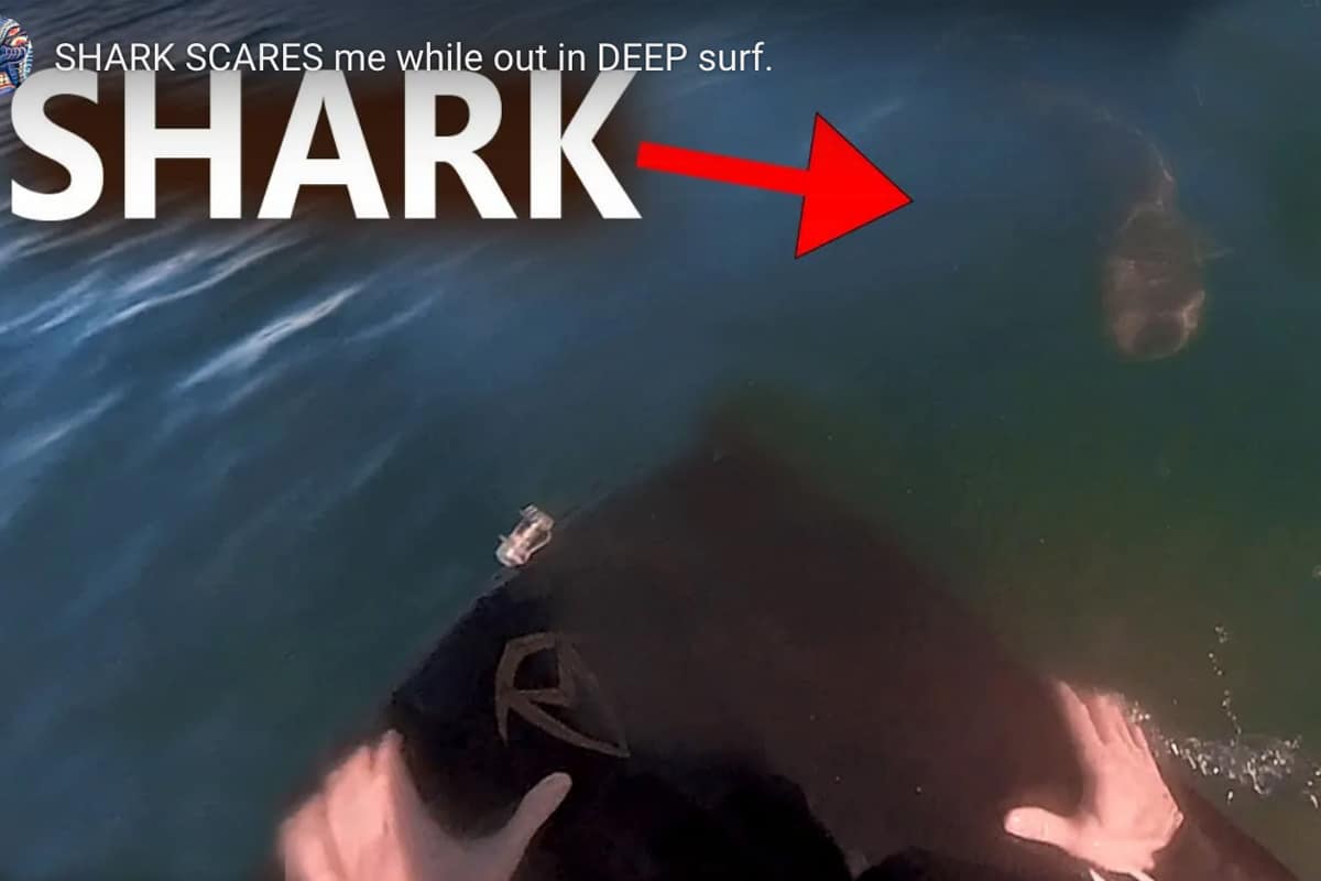 Shark VS Surf-mat rider