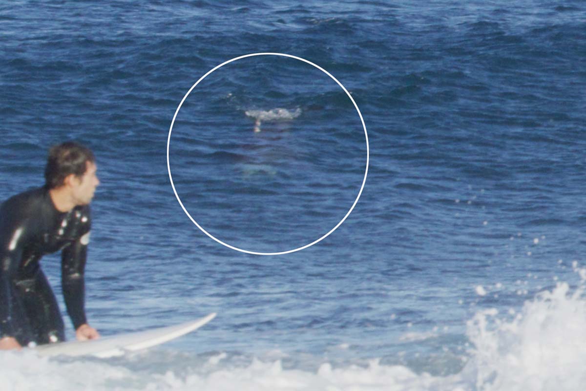 Shark!