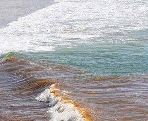 Every UK MP who voted to ALLOW water companies to continue dumping RAW SEWAGE in rivers and the sea