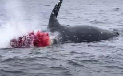 Exploding whale, you’ve been warned.