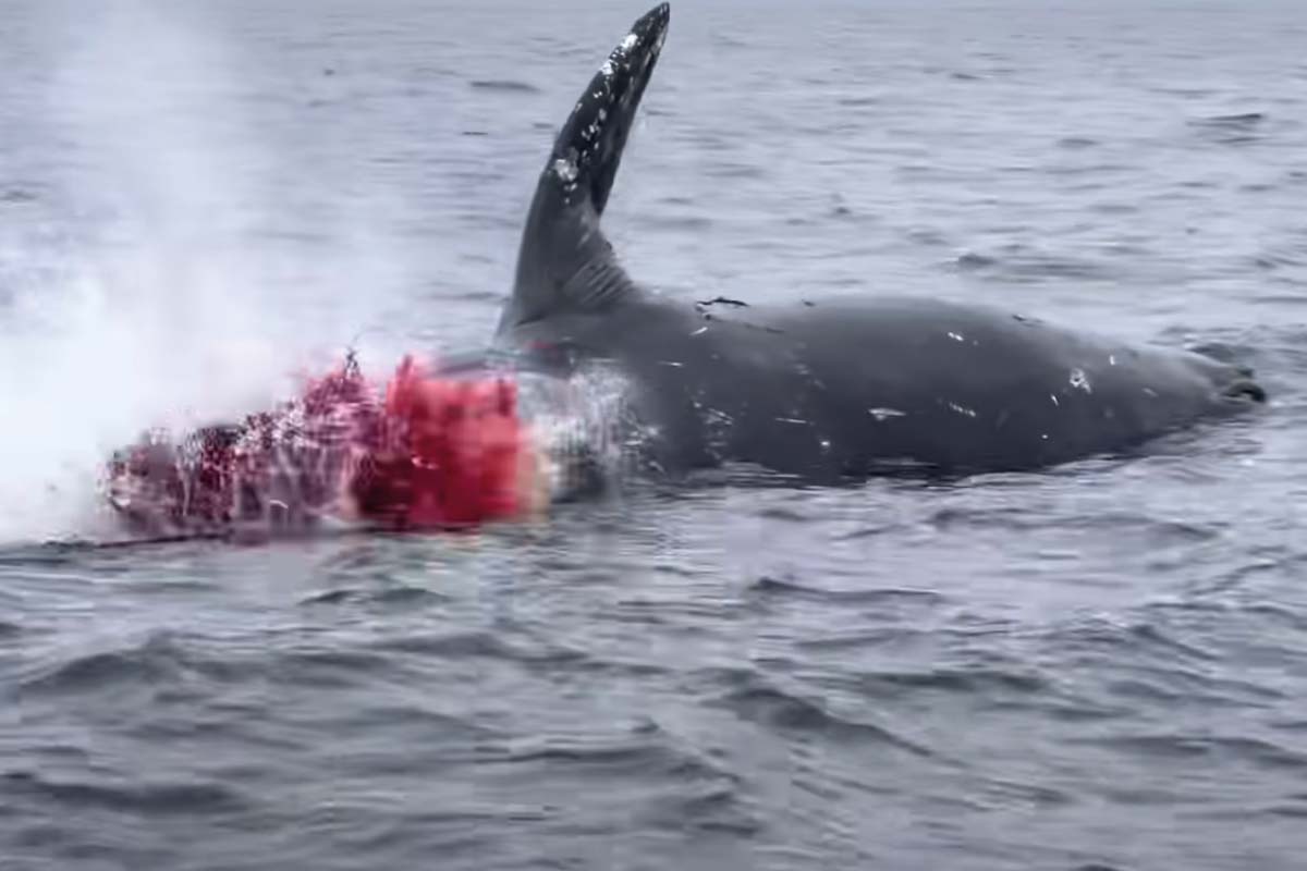 Exploding whale, you’ve been warned.