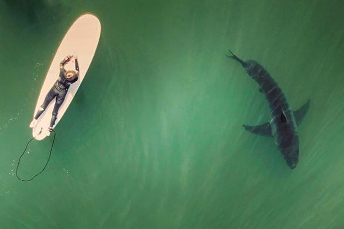 Shark fun!