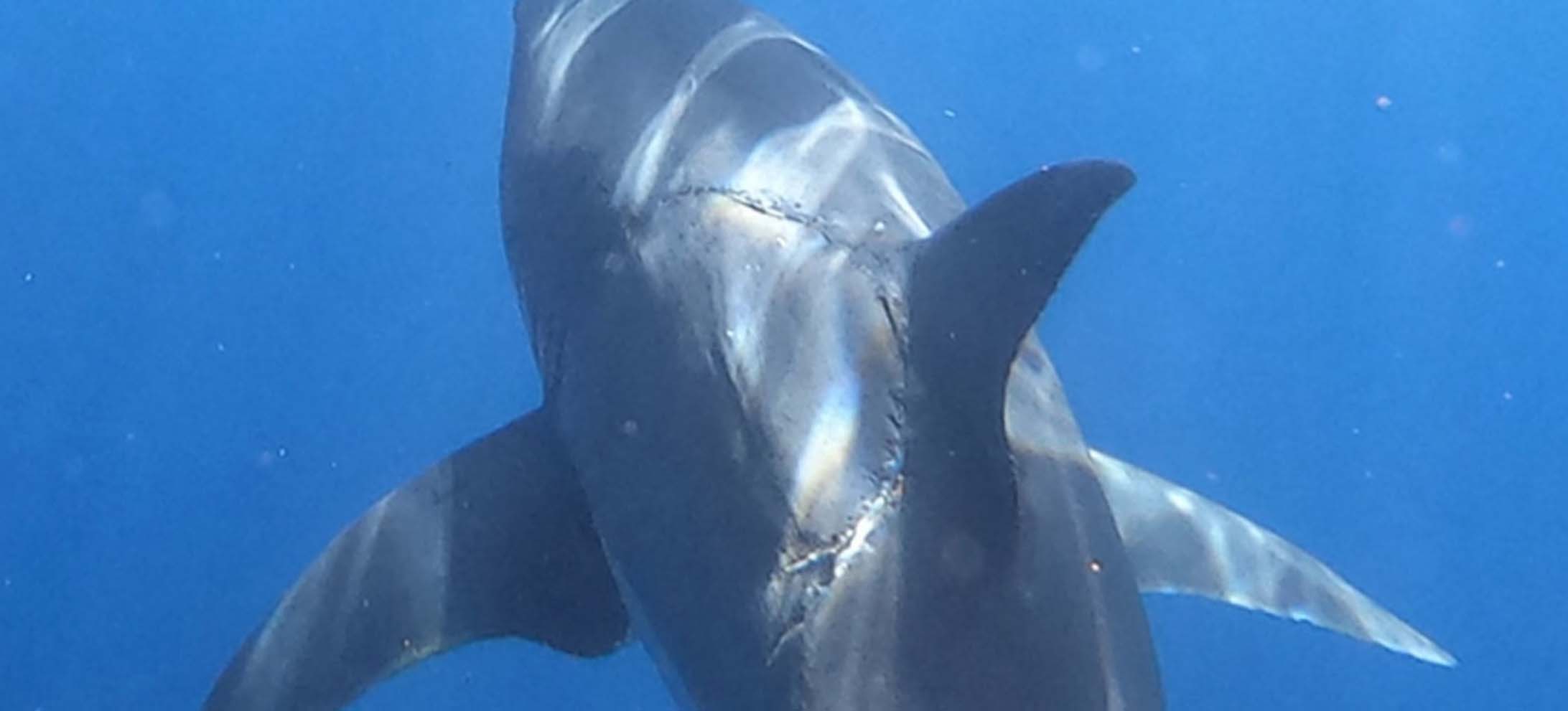 WTF bites a huge great white shark?
