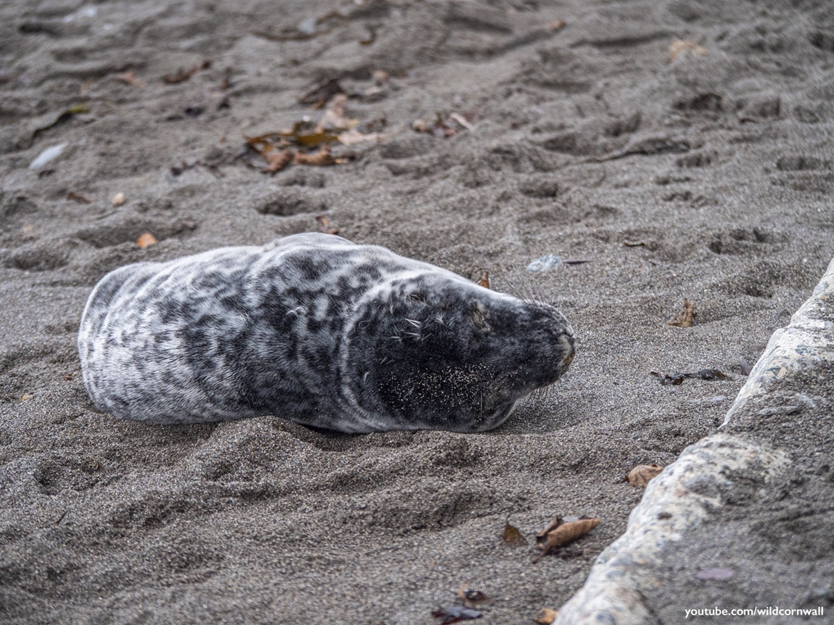 Seal SOS